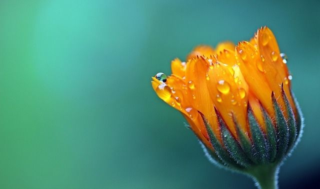 今日のラッキーアイテム「花」