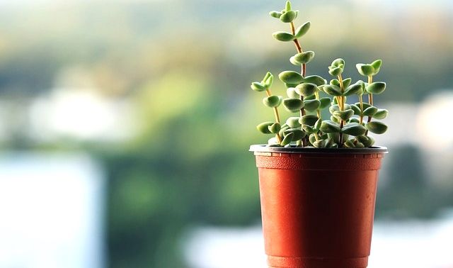 今日のラッキーアイテム「観葉植物」