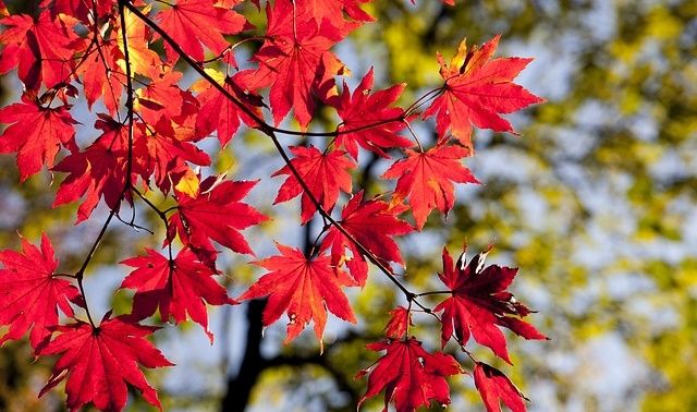 今日のラッキーアイテム「紅葉」