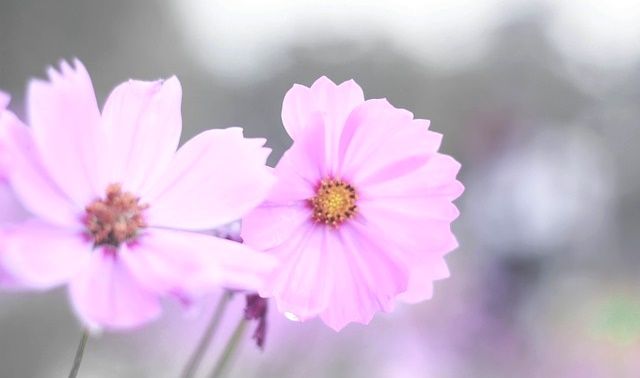 今日のラッキーアイテム「季節の花」